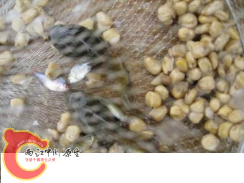 20080821_74354fe0c49395521cb5BLTFszpyBiQM.jpg 20080821_74354fe0c49395521cb5BLTFszpyBiQM.jpg