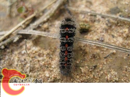 20080821_e4d8262c31879a4e09bceZY0CMFLj7c1.jpg 20080821_e4d8262c31879a4e09bceZY0CMFLj7c1.jpg