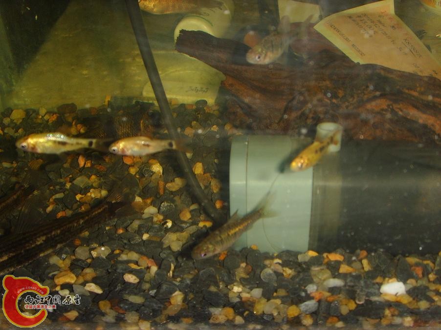 舒伯特和条纹小鲃