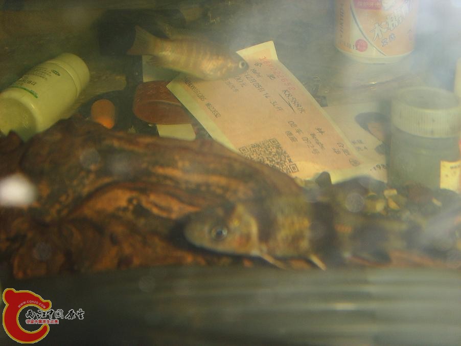 菜市5毛钱买的小华鳈