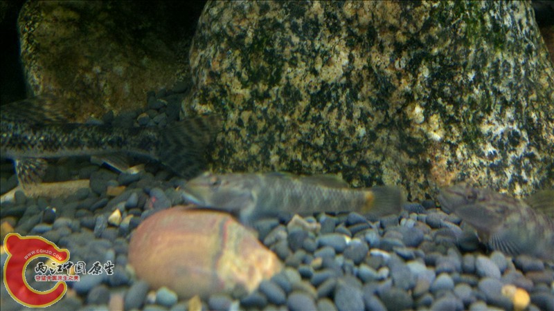 2010-12-29_20-04-30_63.jpg