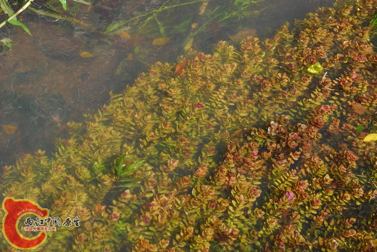 水中节节菜.jpg