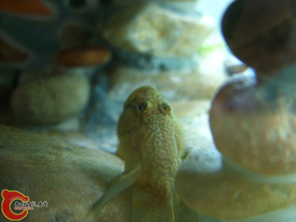 conew_ss852320.jpg