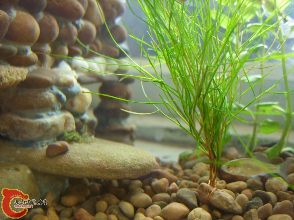 conew_ss852319.jpg