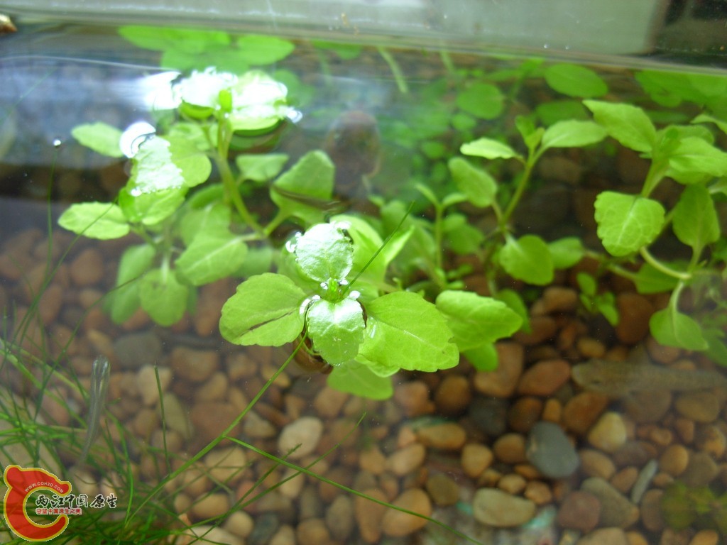 conew_ss852326.jpg