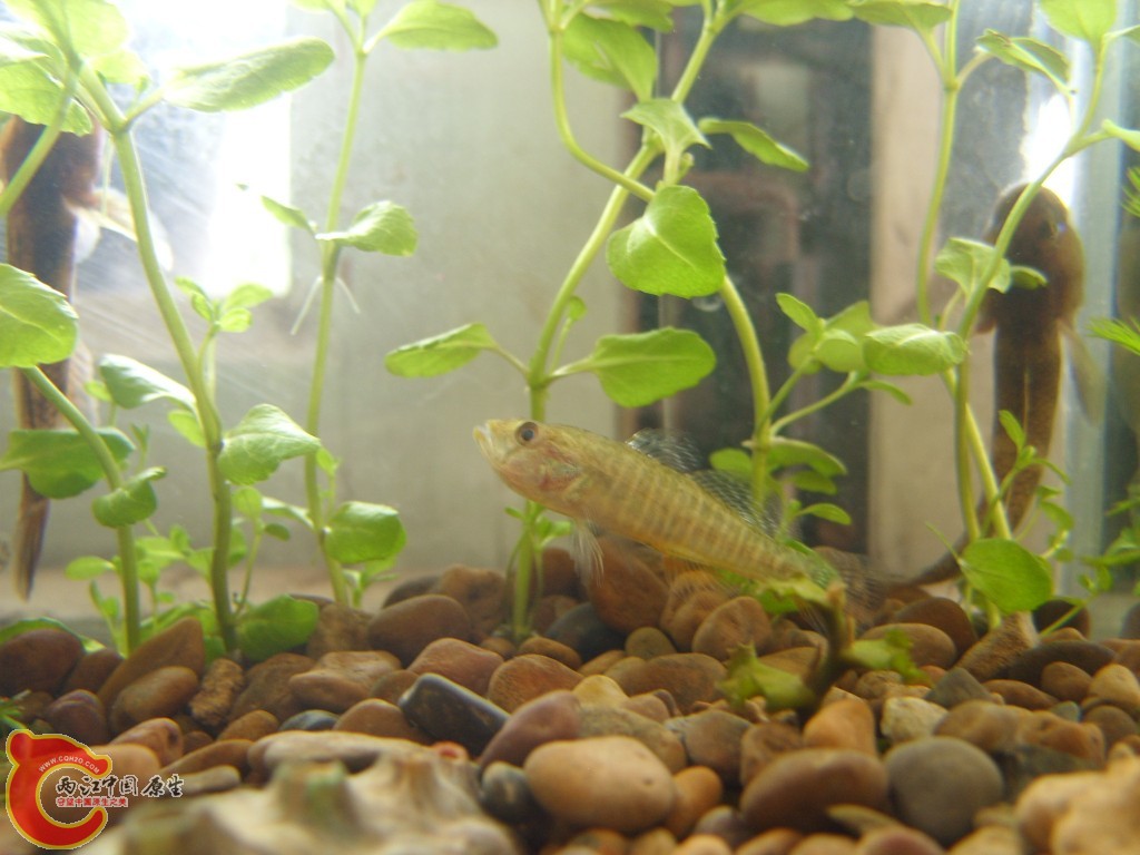 conew_ss852325.jpg