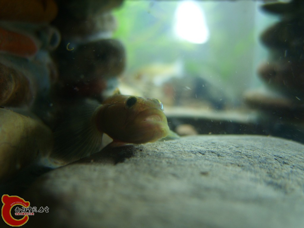 conew_ss852330.jpg