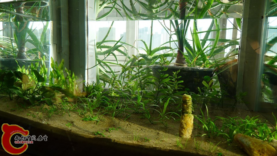 conew_p1000199.jpg