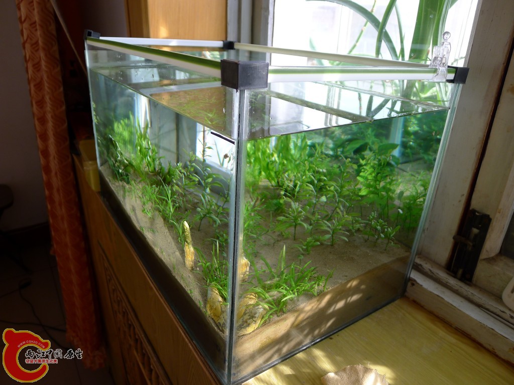 conew_p1000207.jpg