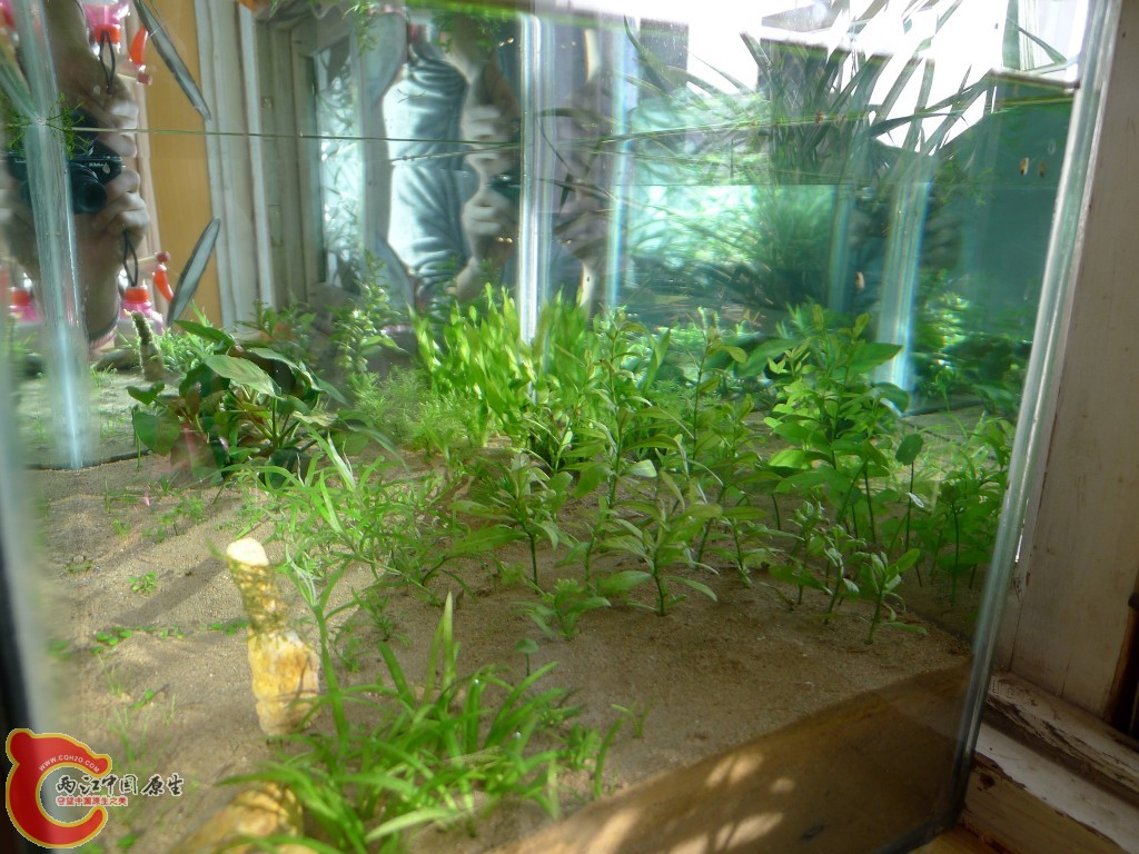 conew_p1000208.jpg