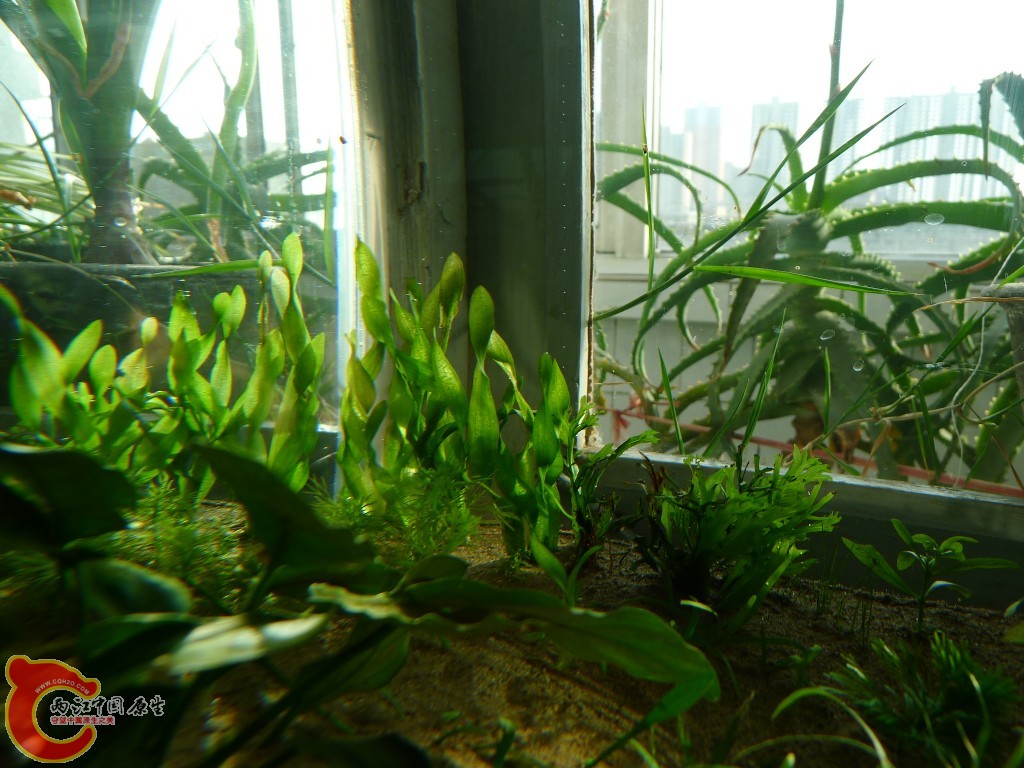 conew_p1000210.jpg