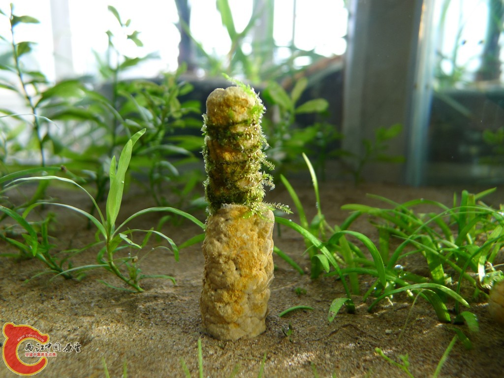 conew_p1000212.jpg