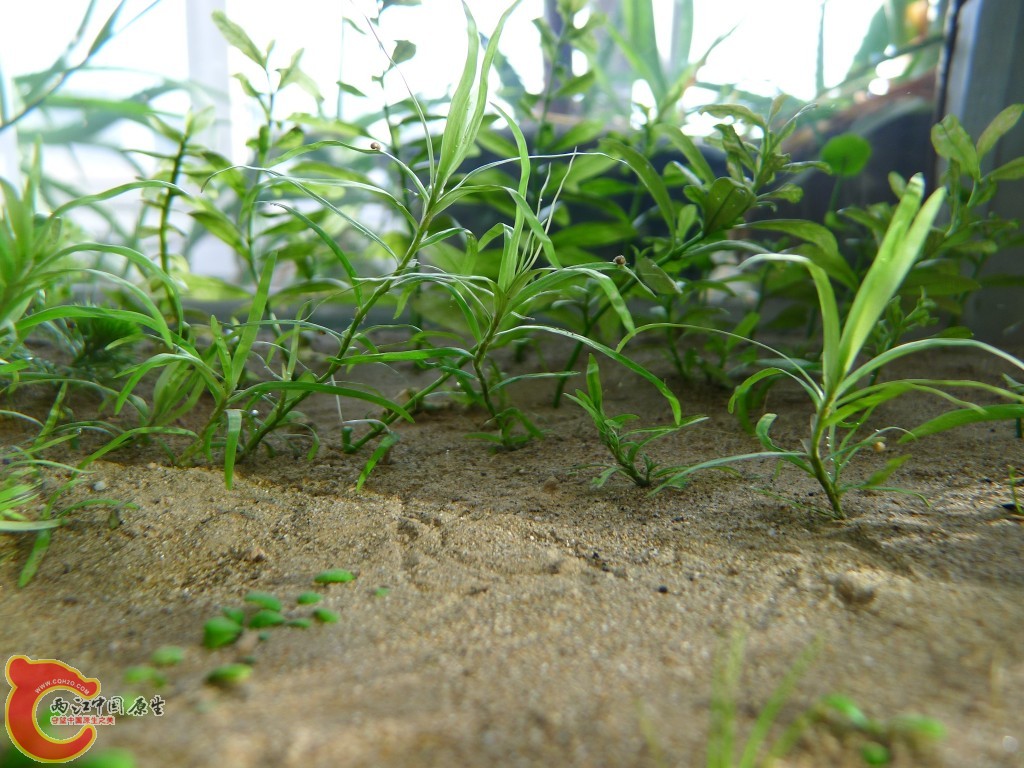 conew_p1000211.jpg