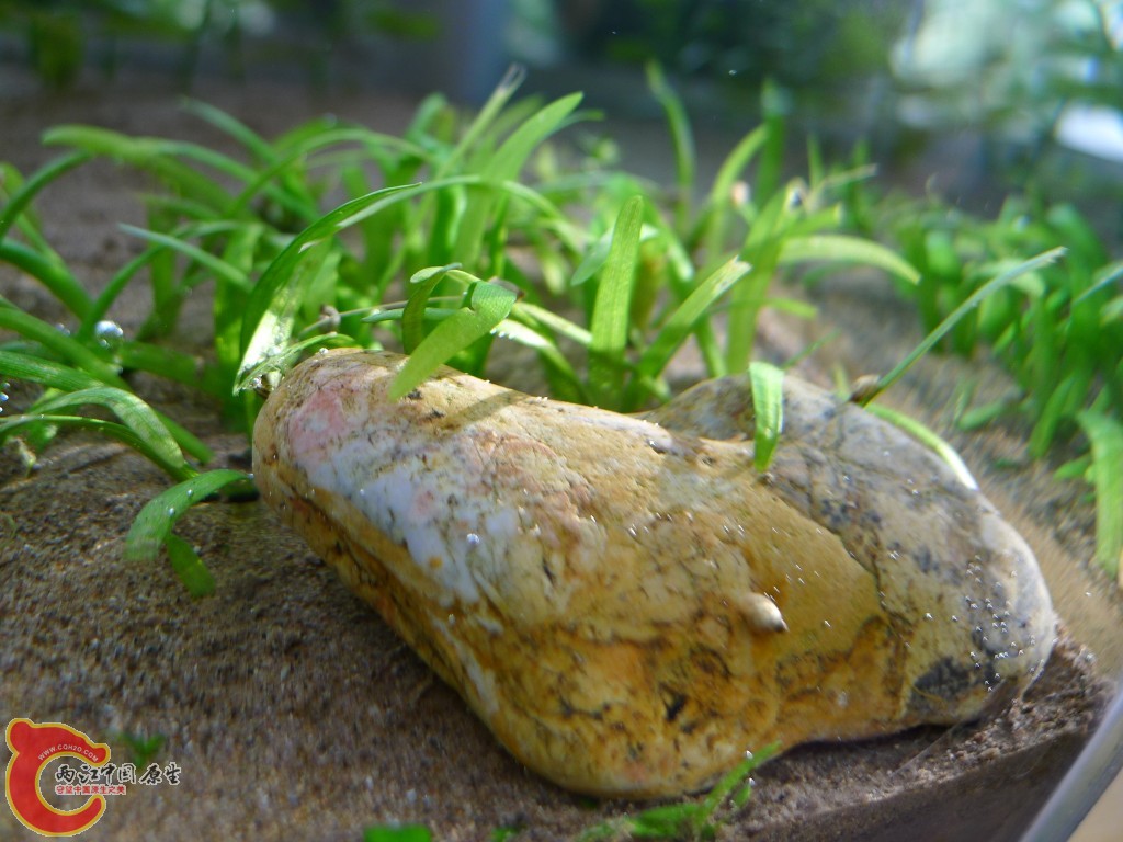 conew_p1000213.jpg
