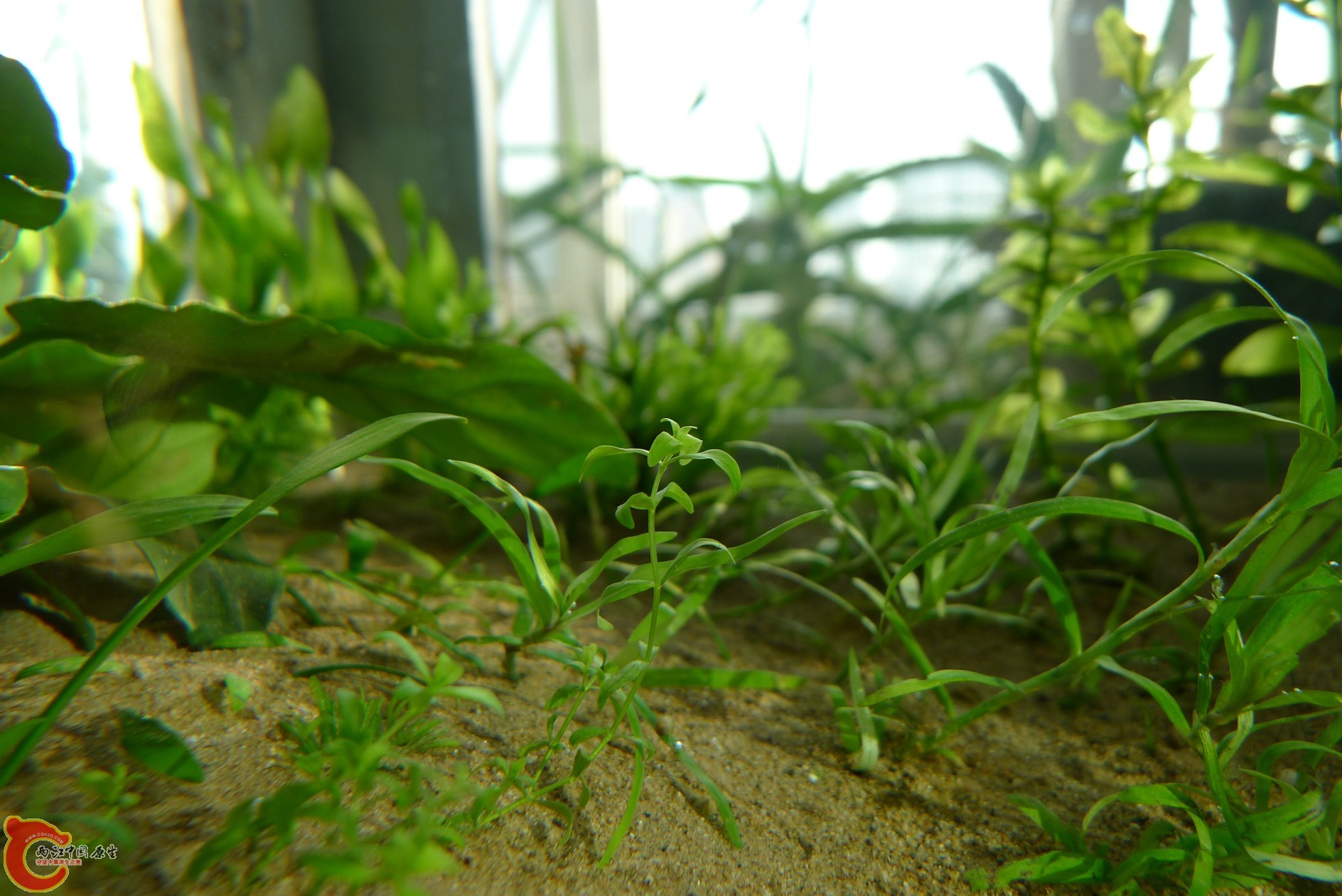 conew_p1000218.jpg