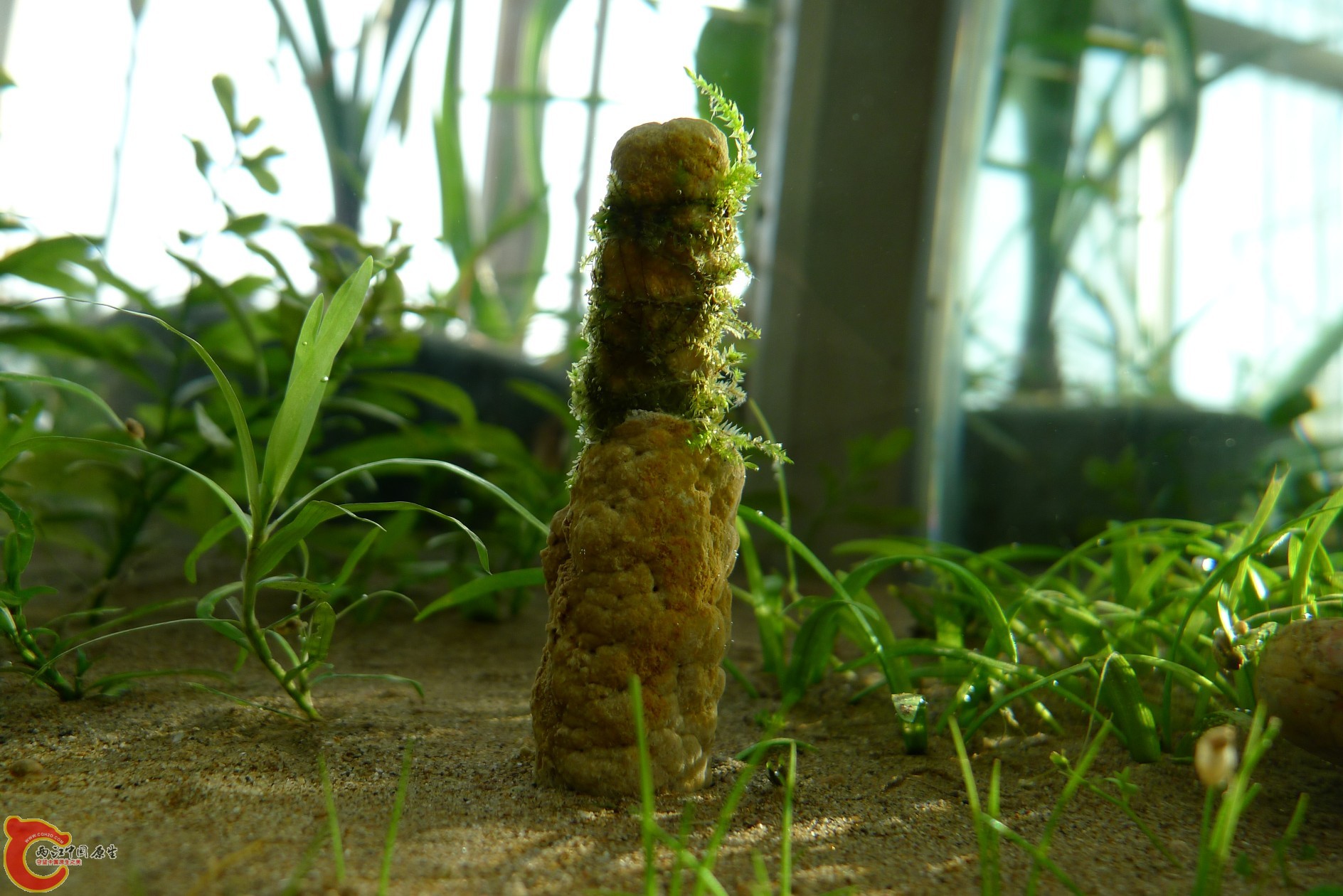 conew_p1000219.jpg