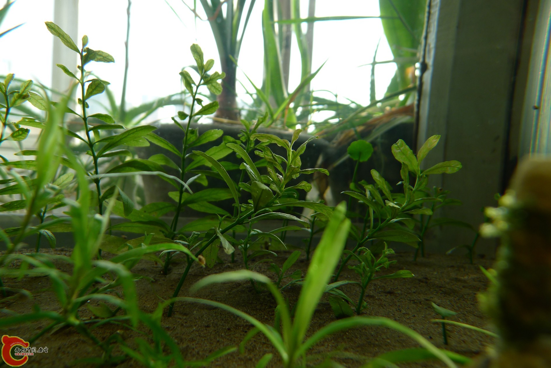 conew_p1000221.jpg