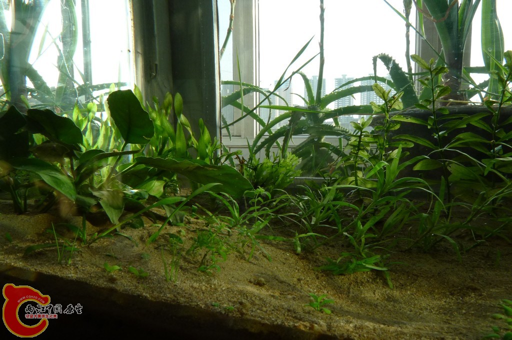 conew_p1000226.jpg