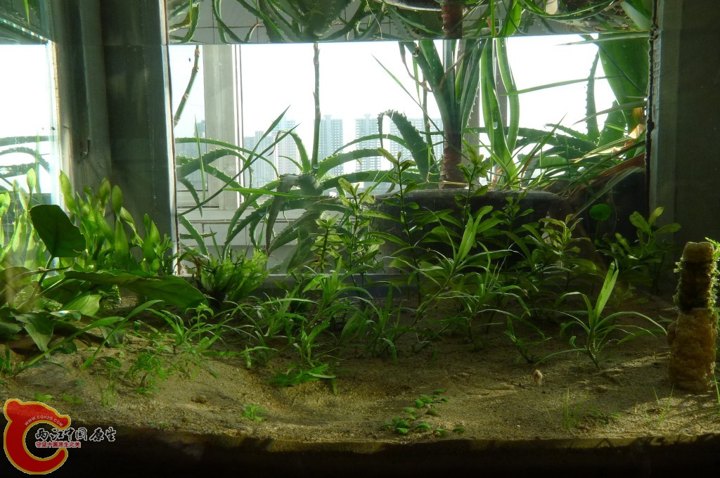 conew_p1000227.jpg