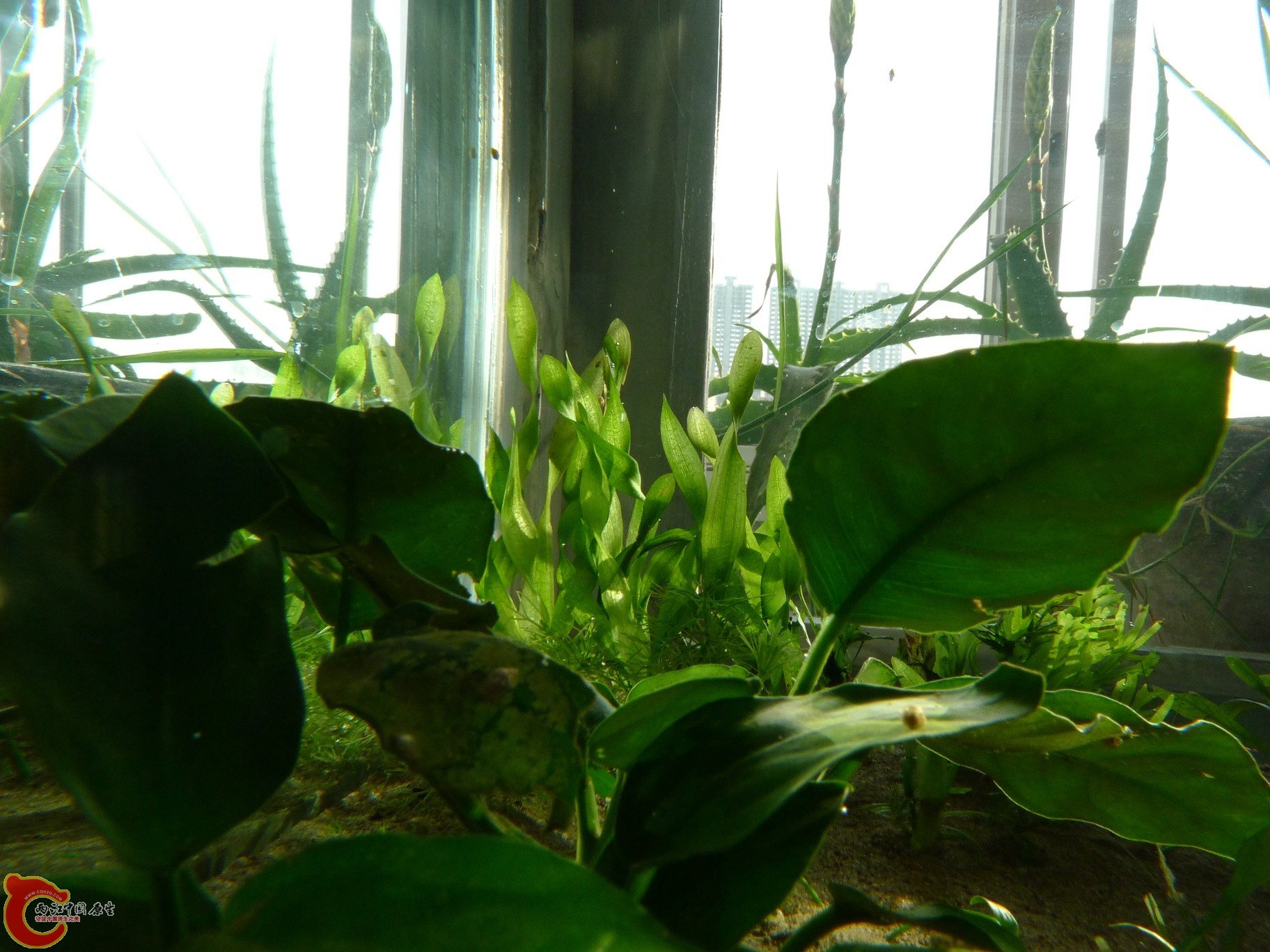 conew_p1000230.jpg