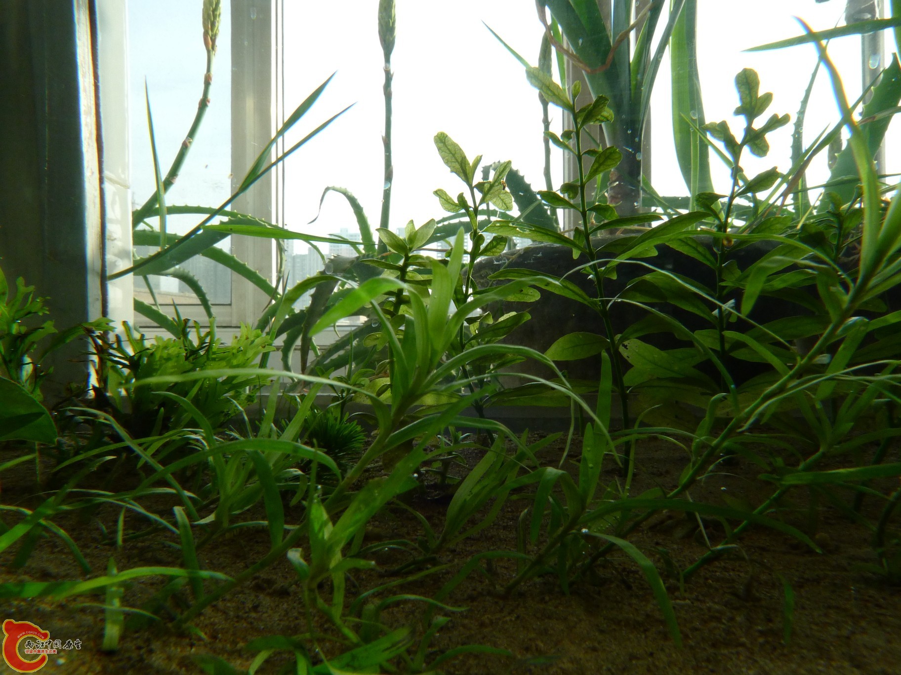 conew_p1000229.jpg