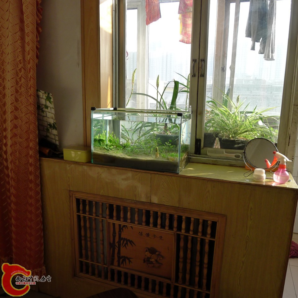 conew_p1000234.jpg
