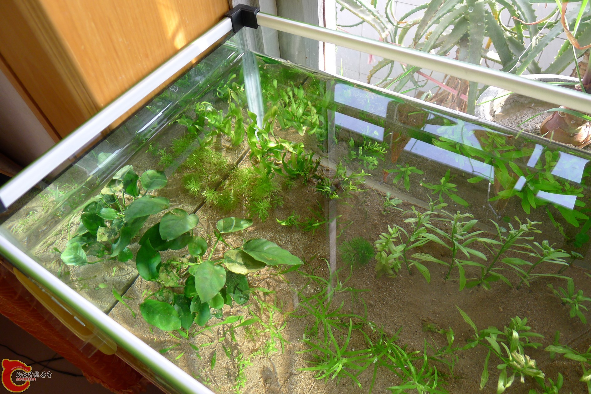conew_p1000236.jpg