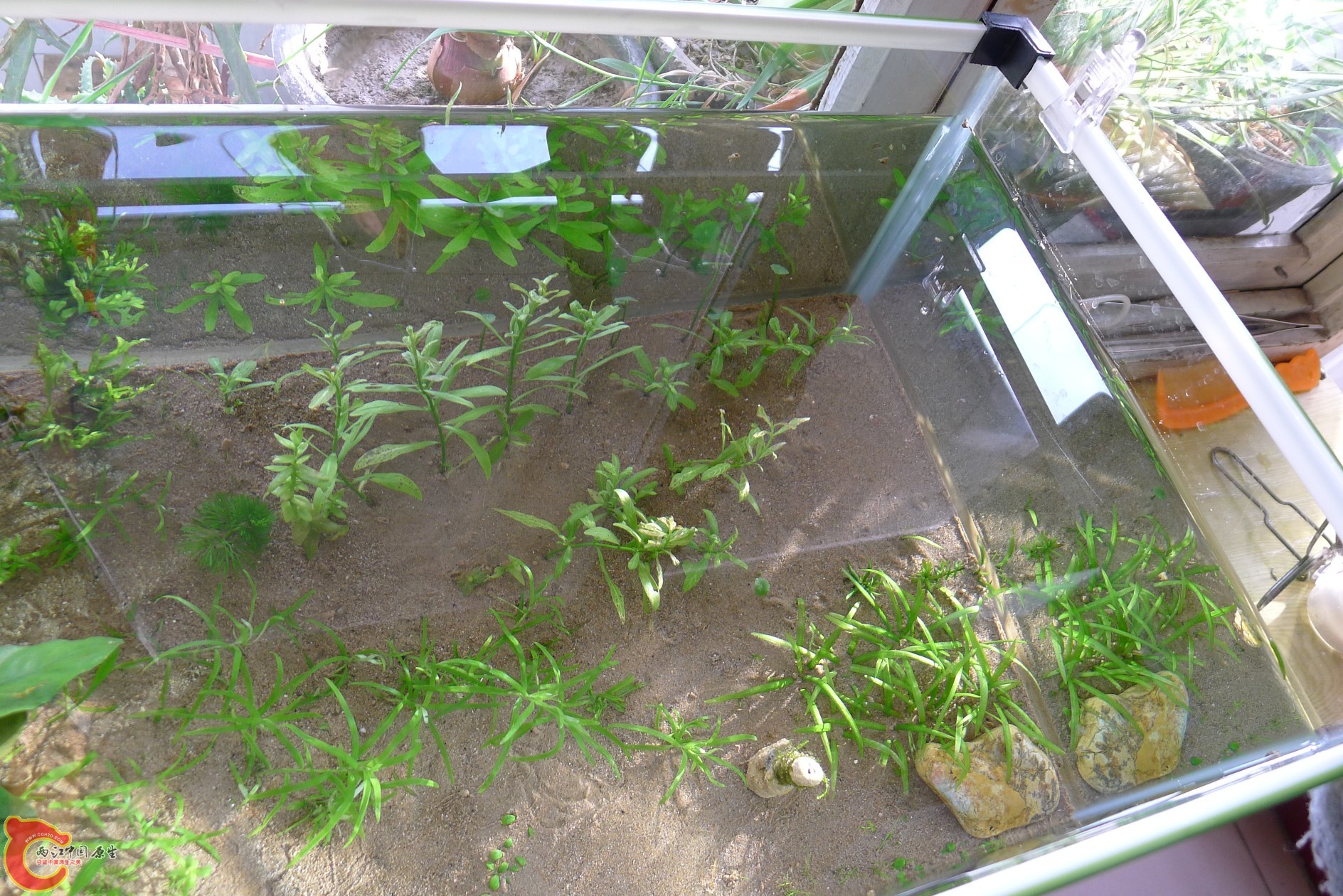 conew_p1000237.jpg