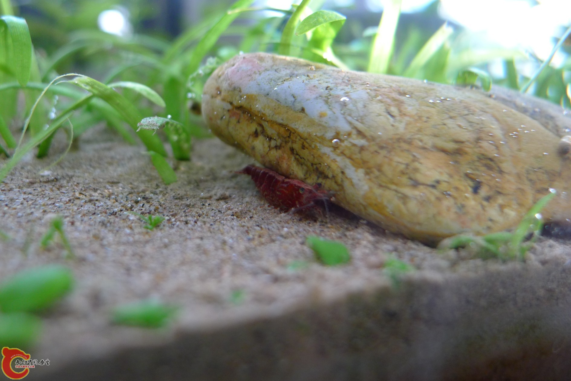 conew_p1000244.jpg