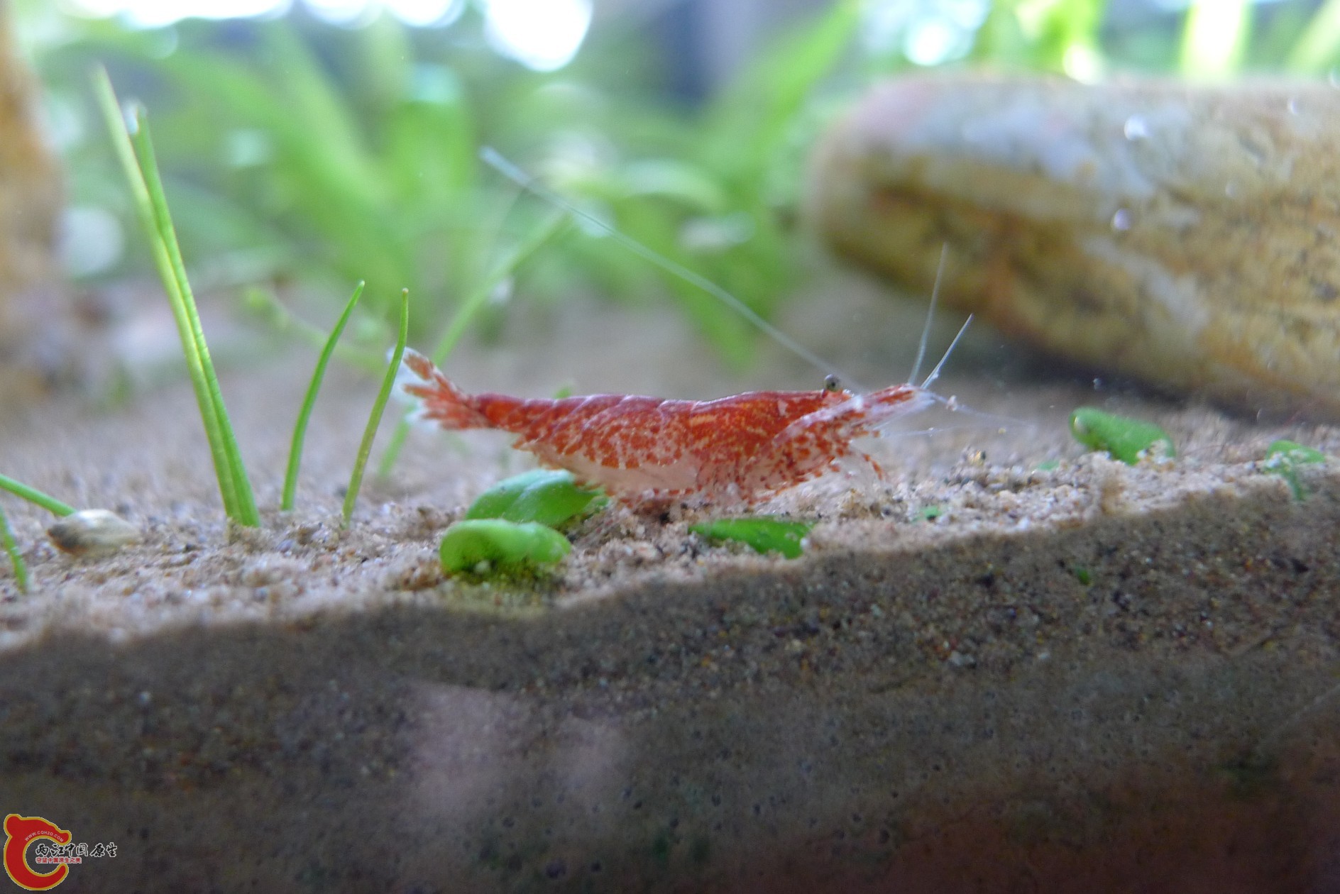 conew_p1000242.jpg