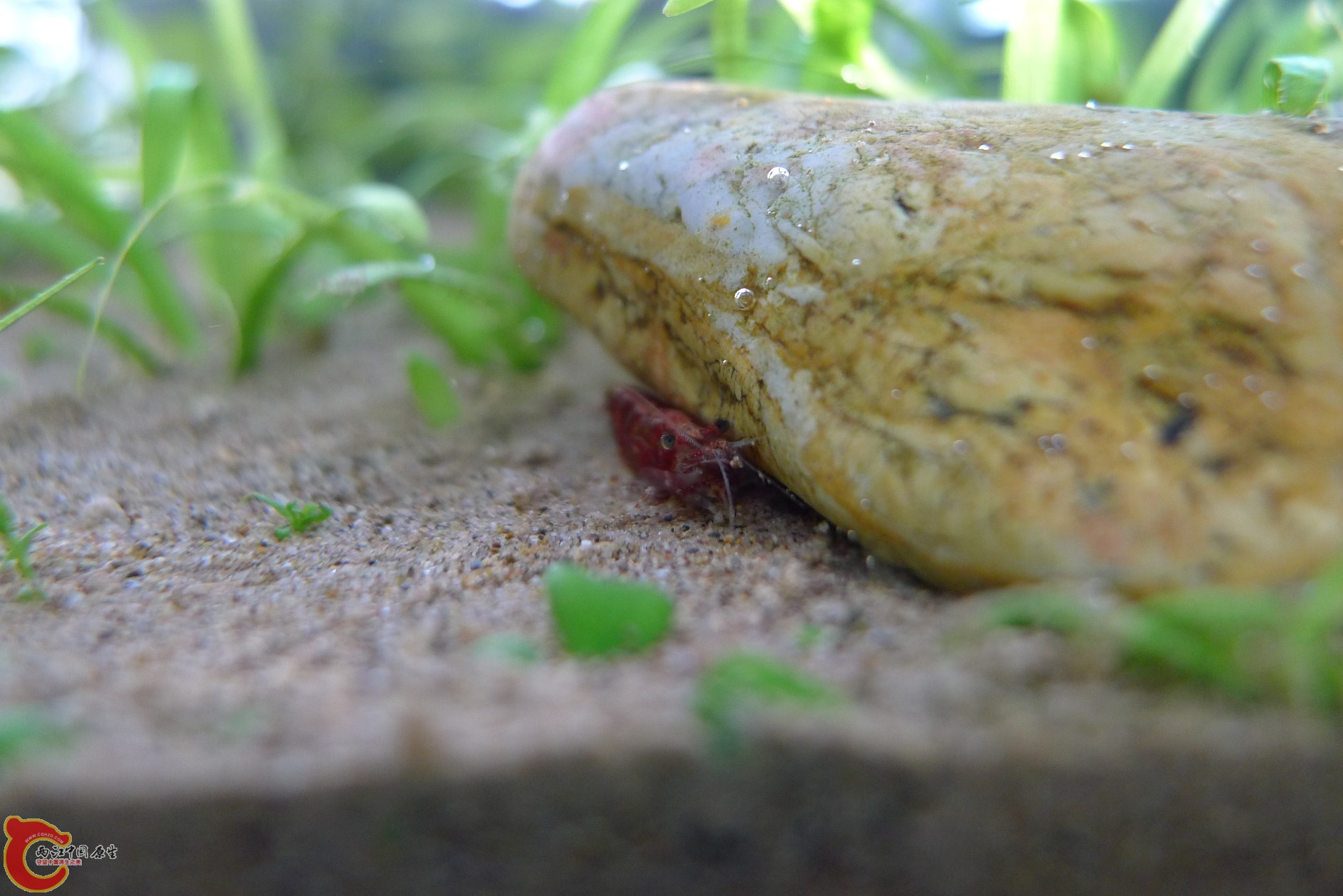 conew_p1000245.jpg