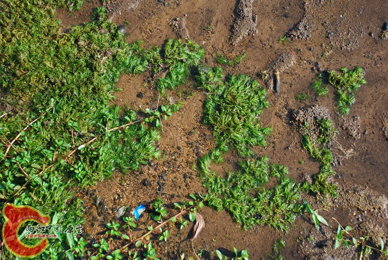 水草2.jpg