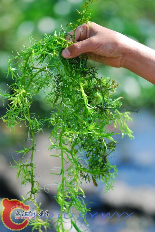 水草.jpg