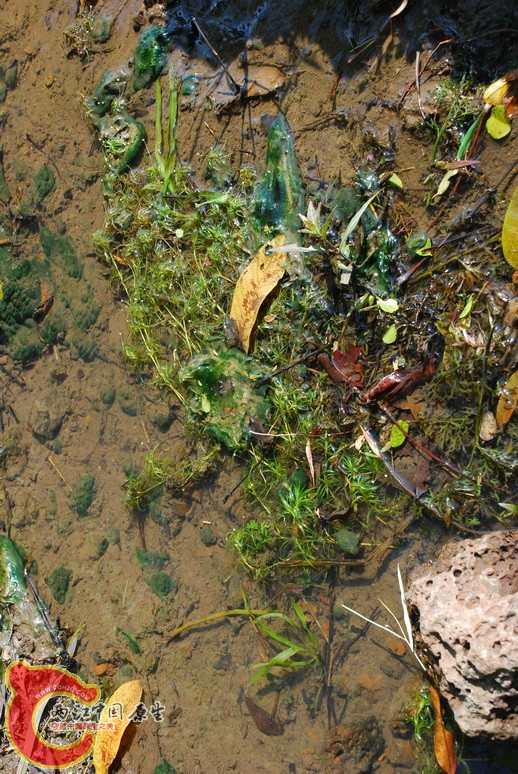 水草3.jpg