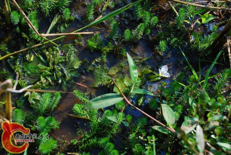 水生植物.jpg