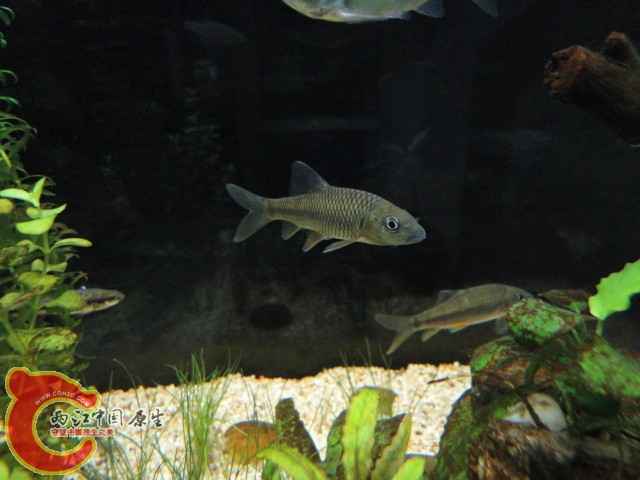 DSC00250.JPG
