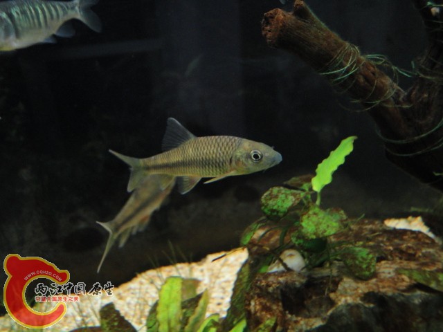 DSC00241.JPG