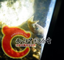 我的角蟾图片，清晰照回头再用观察盒照片
