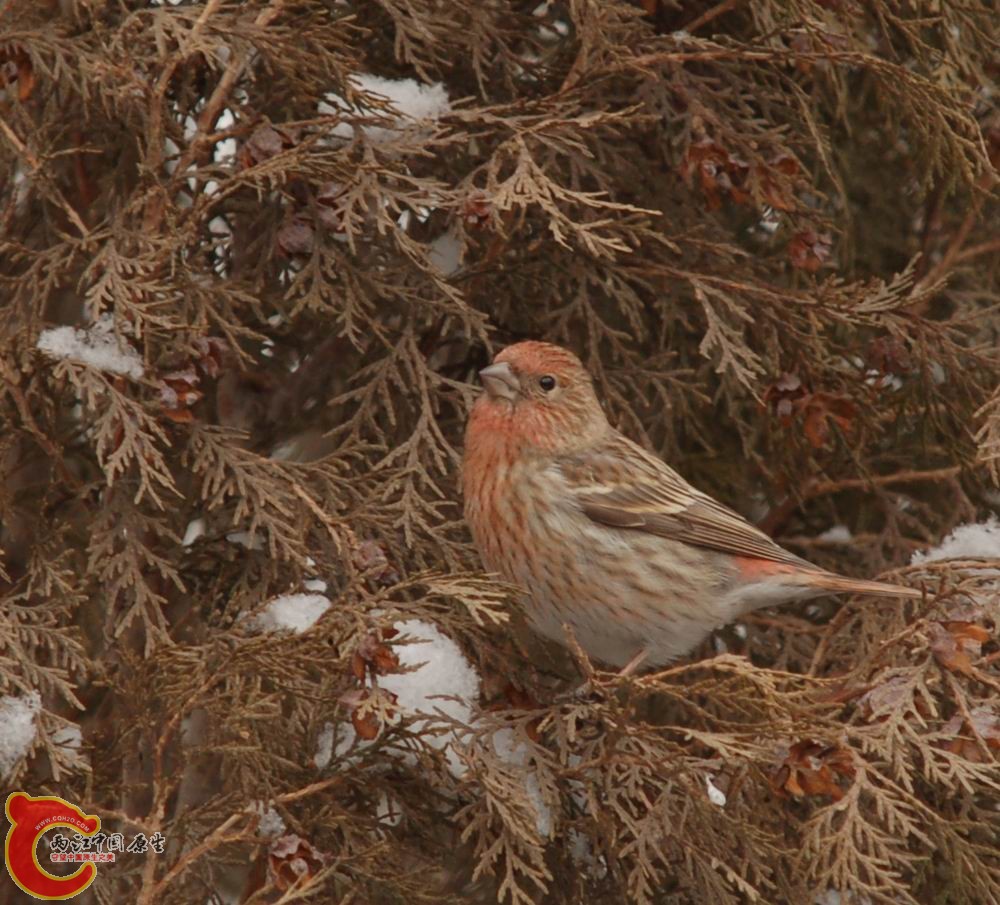 DSC_0970.jpg