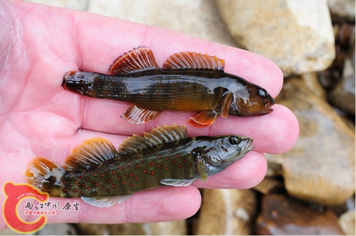 Bluebreast Darter (Etheostoma camurum).jpg