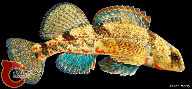 Meramec Saddled Darter.jpg