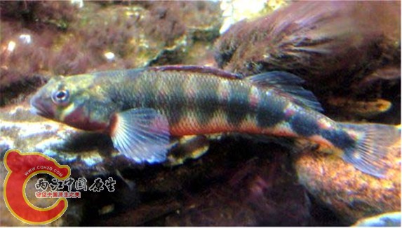 Gilt Darter.jpg