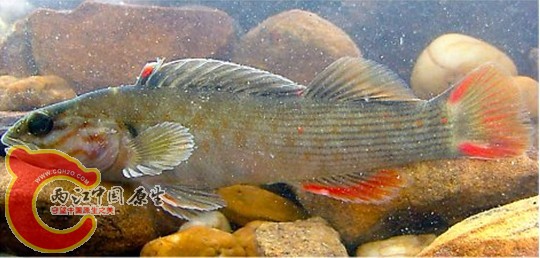 Coppercheek Darter.jpg