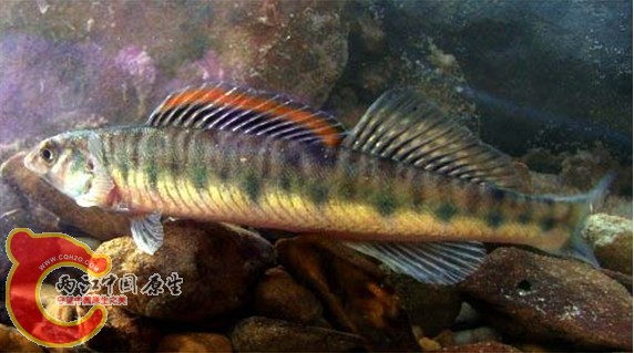 Mobile Logperch.jpg