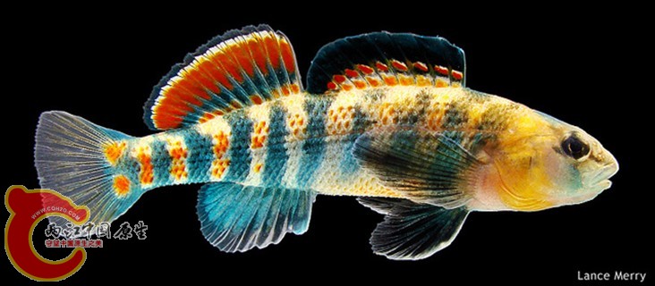 Orangethroat Darter.jpg