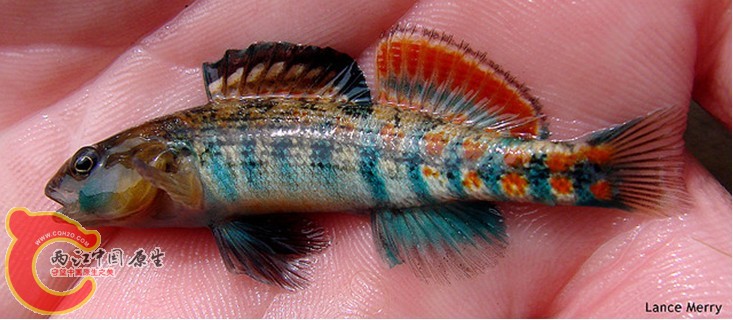 Orangethroat Darter2.jpg