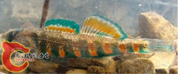 Redband Darter.jpg