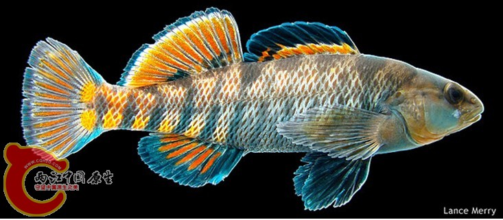 Rainbow Darter2.jpg