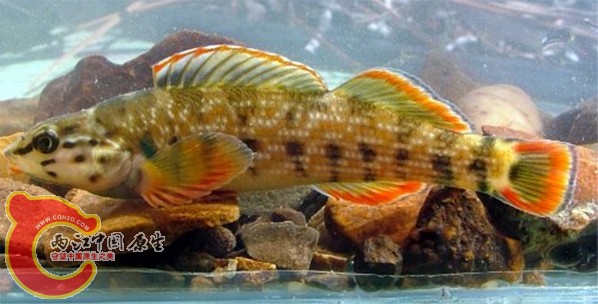 Redline Darter 2.jpg