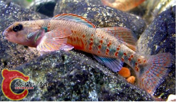Variegate Darter.jpg